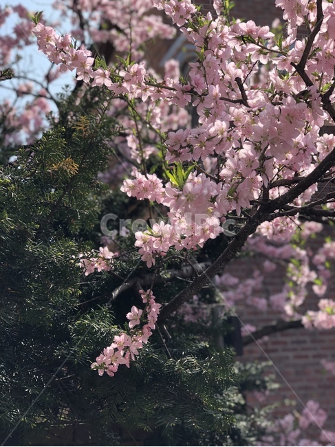 벚꽃,봄꽃,봄,벚나무,cherryblossom,flower