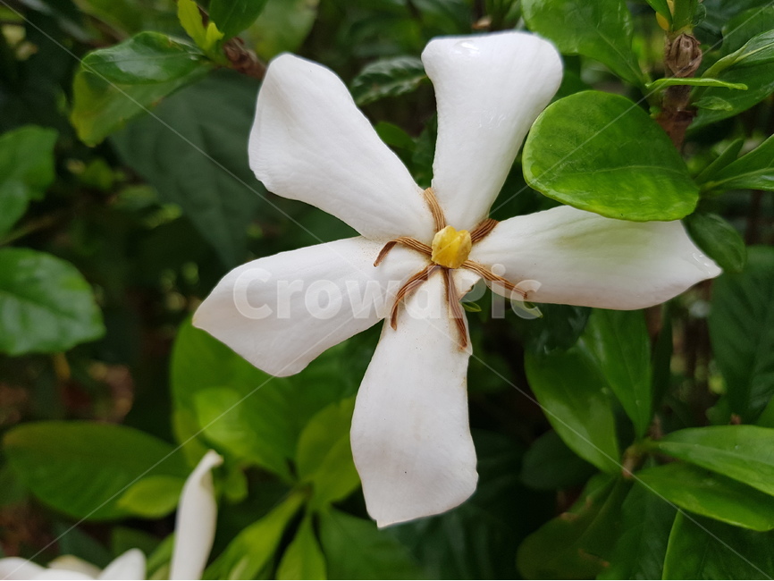 여름꽃,꽃,치자꽃,하얀꽃,녹색,꽃길,식물,화이트,치자,식물,자연,plants,nature,꽃,flower