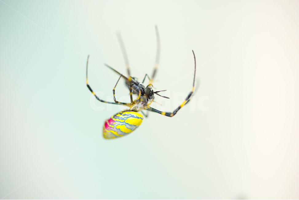 거미,독거미,스파이더,잠자리,약육강식,자연,곤충,곤충,벌레,insect,bug