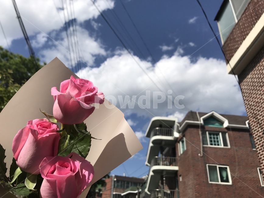 장미,구름,분홍,아름다운,하늘,꽃,flower,기념일,축하,anniversary,congratulation,celebrate,celebration