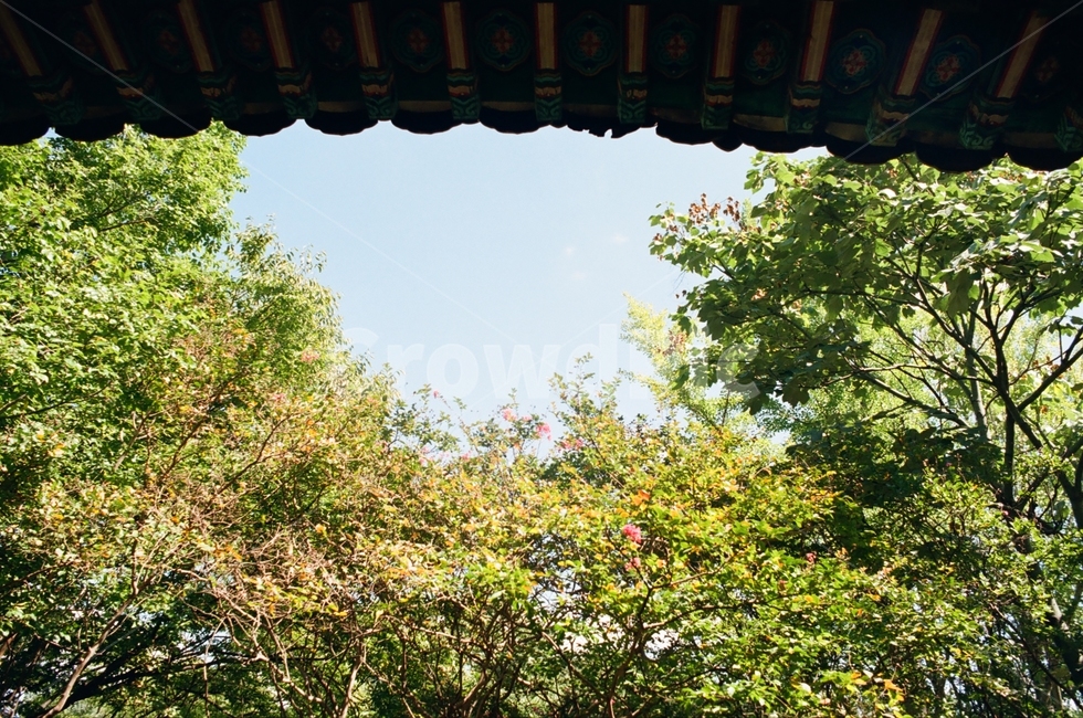 한옥,기와,전통한옥,한국적인,한국건축,숲,푸름,꽃,전통,햇살,koreanarchitecture,traditionalarchitecture,eaves,green,woods,flower,tradition,sunshine,자연,풍경,nature,landscape,한국자연풍경,한국자연경관,korea nature landscape,한국전통,한국문화,korean traditional,korean culture,outdoors,옥외,arbour,정자,garden,정원