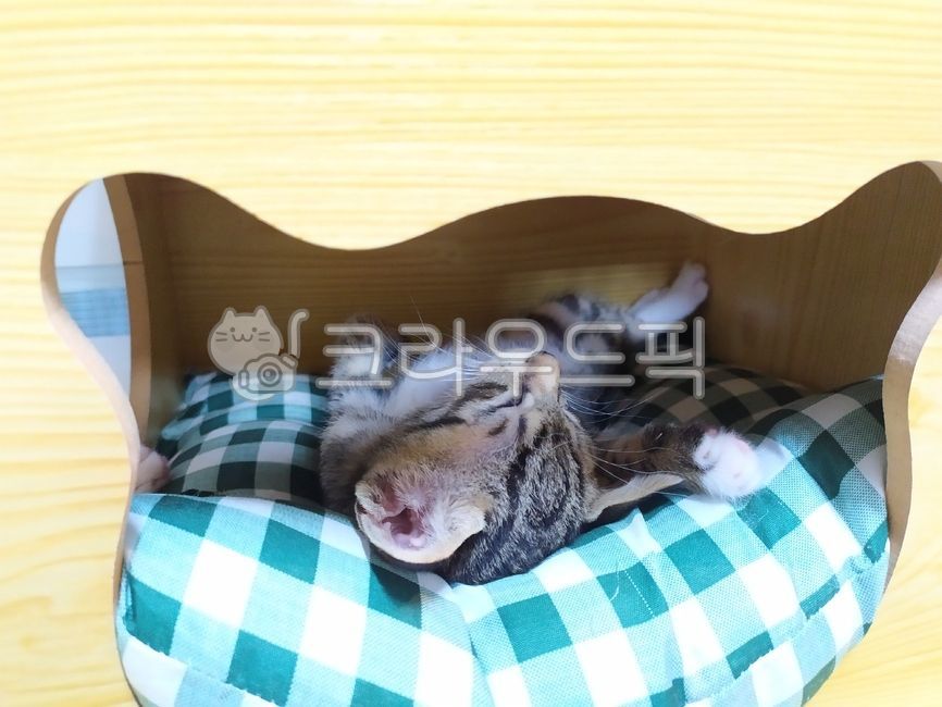 cat tower cat,sleeping cat,cat