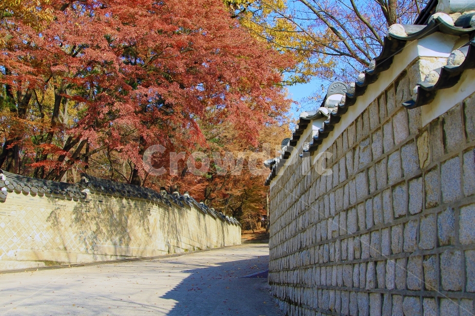돌담,고궁,옛날,돌담길,옛고궁,가을,계절,fall,autumn,season,한국전통,한국문화,korean traditional,korean culture,건축물,건물외관,exterior,building,structure,architecture,construction,tree,나무,plant,식물