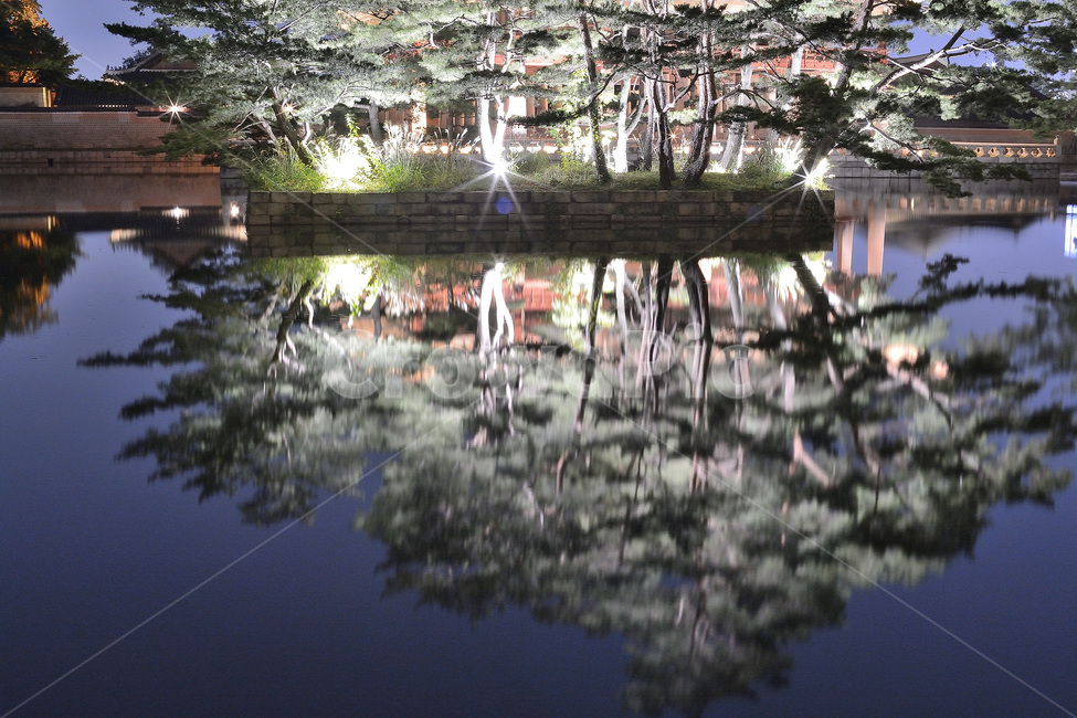 경복구,연못,반영,풍경,야경,고궁,야경,밤,풍경,nightscape,night,landscape,한국전통,한국문화,korean traditional,korean culture,랜드마크,landmark,tourist attraction,한국랜드마크,한국관광지,한국명소,korea landmark,korea tourist attraction,plant,식물