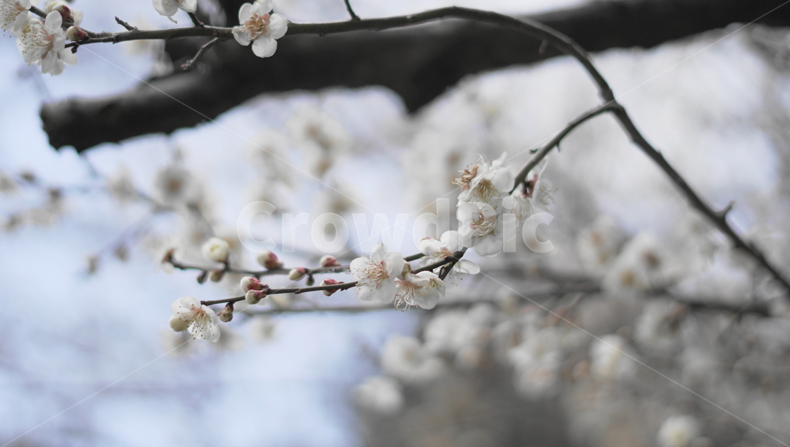 spring flowers,Gwangyang Plum Festival,flower closeup,plum blossom,spring breeze,flower