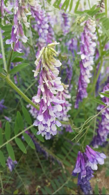 보라색꽃,꽃,보라,색,식물,자연,클로즈업,주렁주렁,flower,바이올렛,purple,violet