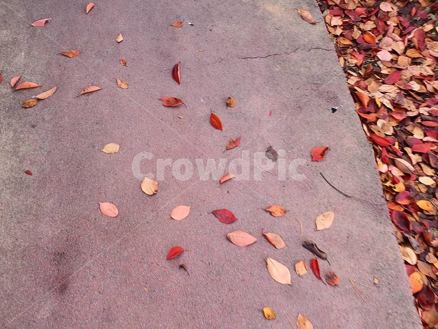 plant,식물,낙엽,나뭇잎,leaf,잎,가을