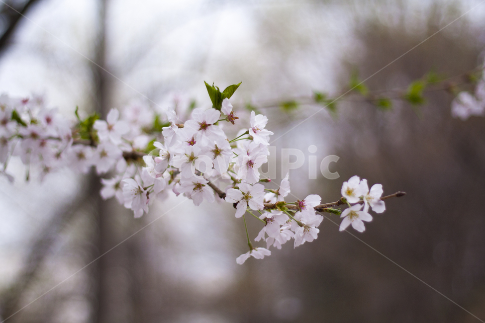 벚,벚꽃,식물,나무,꽃,꽃잎,봄,plant,petal,flower,blossom,cherryblossom,식물,자연,plants,nature,꽃,flower