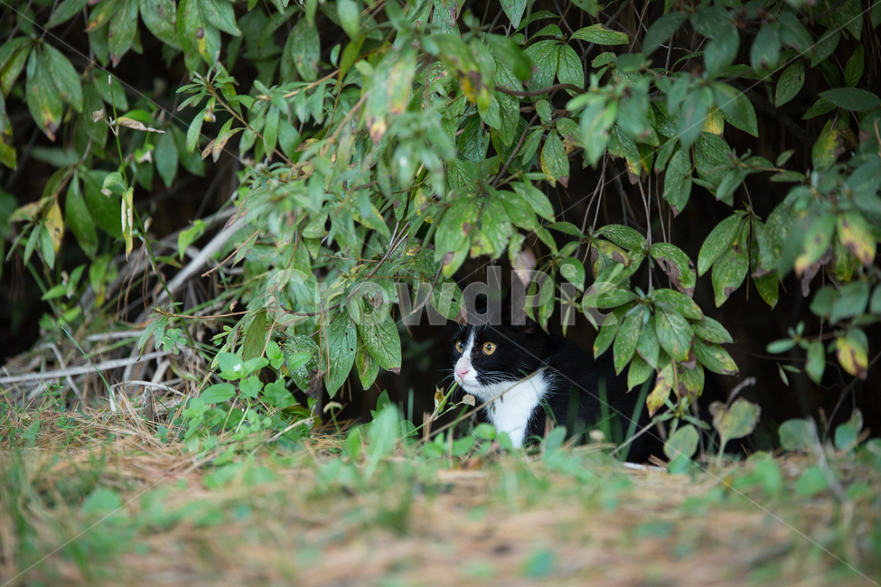 고양이,동물,자연,포유류,나무,동물,animal,포유류,mammal,고양이,cat,kitten,kitty