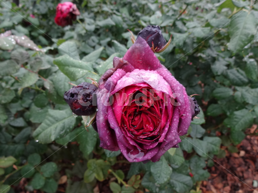 아스트리드그라핀폰하덴베르그,astridgrafinvonardenberg,적자색,독일장미,와인색,antiquetouchroses,식물,꽃,장미,봄,공원,봉오리,꽃잎,꽃망울,비,꿀은,꽃송이,야외,물방울,자연,봄비,화원,흑장미,plant,flower,rose,spring,park,petal,bud,rain,nectar,blossom,outdoor,dropofwater,nature,springrain,thescenery,flowergarden,whiterose,lotuspink,blackrose