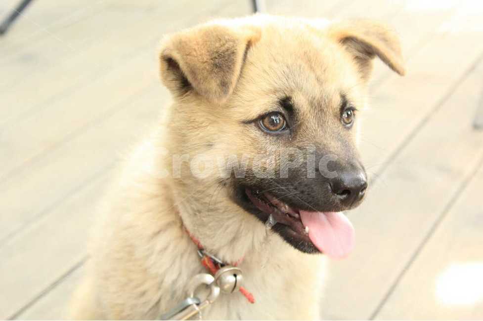 강아지,똥개,puppy,시골,개,귀여운,dog,country,동물,animal,포유류,mammal,개,강아지,dog,doggy