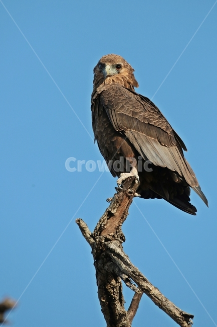 달마수리,독수리,맹금류,아프리카,야생조류,남아공,크루거국립공원,bateleur,광대,birdofprey,juvenile,동물,animal,조류,새,birds
