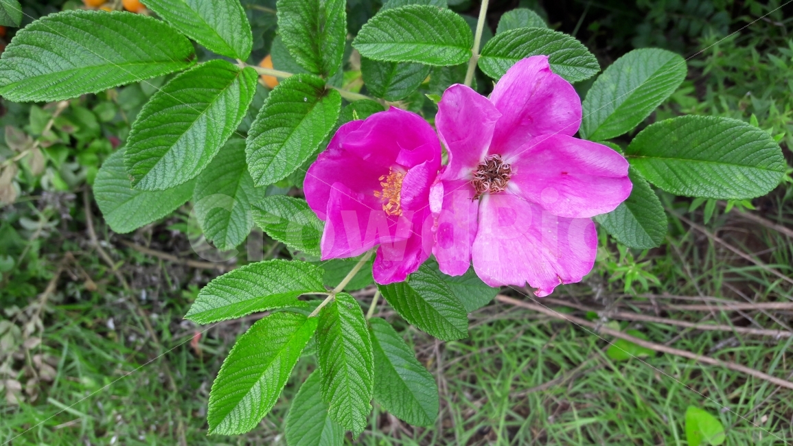 꽃,장미,여름,색의조화,배경,식물,자연,plants,nature,꽃,flower