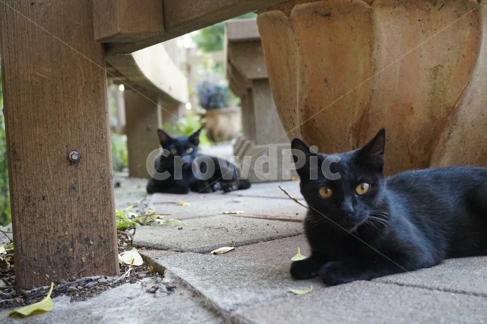 cat,animal,고양이,검은고양이,포유류,동물,mammal,길고양이,pet,cute,baby