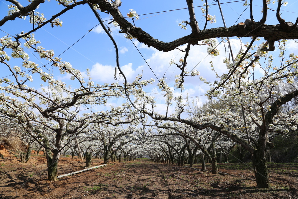 배꽃,이화(梨花),원동과수원마을,전주원동마을,봄꽃,봄,계절,spring,season,식물,자연,plants,nature,꽃,flower,나무,trees,wood,plant,tree,tree trunk,나무 줄기