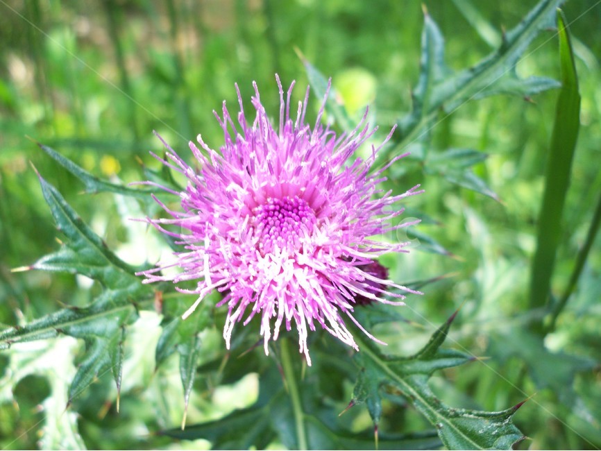 꽃,야생화,flower,식물,자연,엉겅퀴,식물,자연,plants,nature,꽃,flower