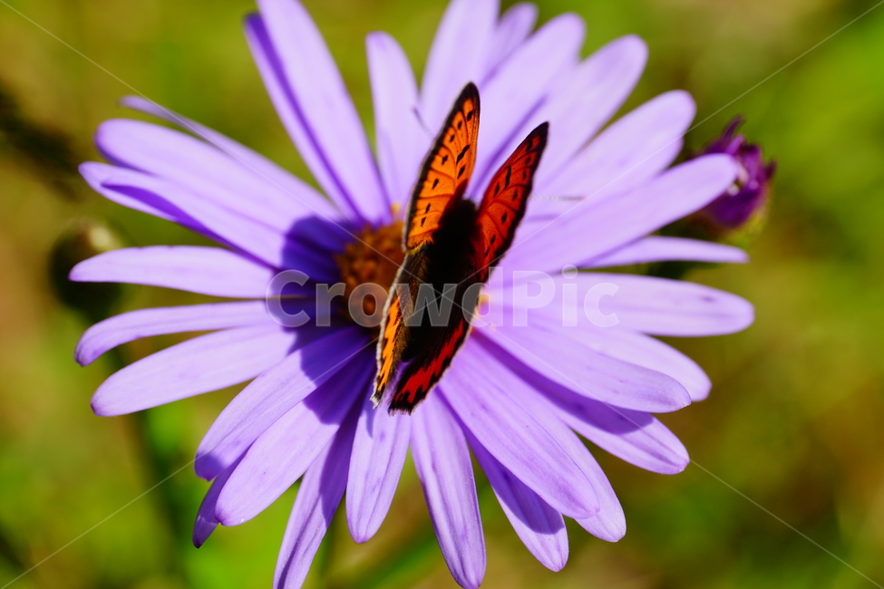 벌개미취,쑥부쟁이,나비,부전나비,곤충,벌레,꽃,플라워,자연,식물,butterfly,insect,flower,nature,bug,접사,클로즈업,closeup,macro,매크로,마크로,9월,가을,september,autumn,fall,꽃사진,가을꽃,가을,계절,fall,autumn,season,식물,자연,plants,nature,꽃,flower,동물,animal,곤충,벌레,insect,bug,plant,blossom,daisy,데이지,daisies