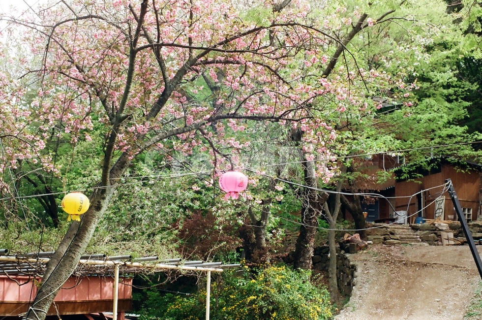 전등사,벚꽃,나무,녹색,꽃나무,꽃,전통,겹벚꽃,초록,핑크색,tree,cherryblossom,고택,종이등