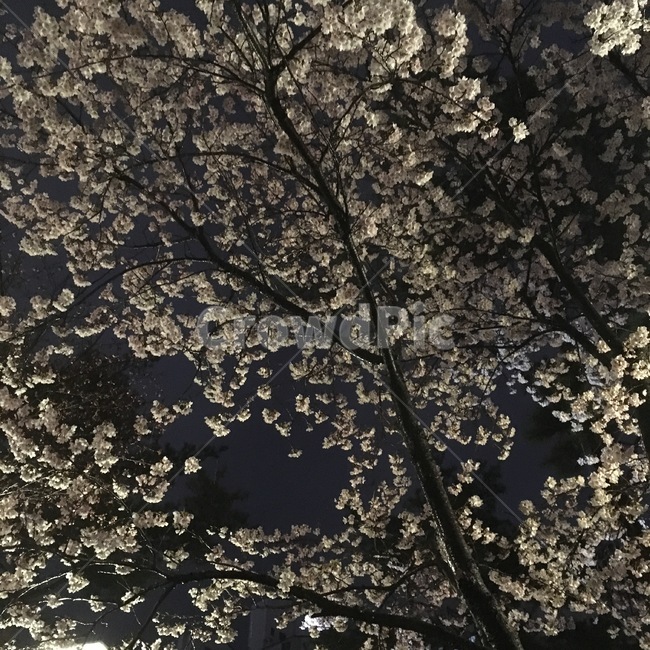 벚꽃나무,봄,밤,꽃,벚꽃