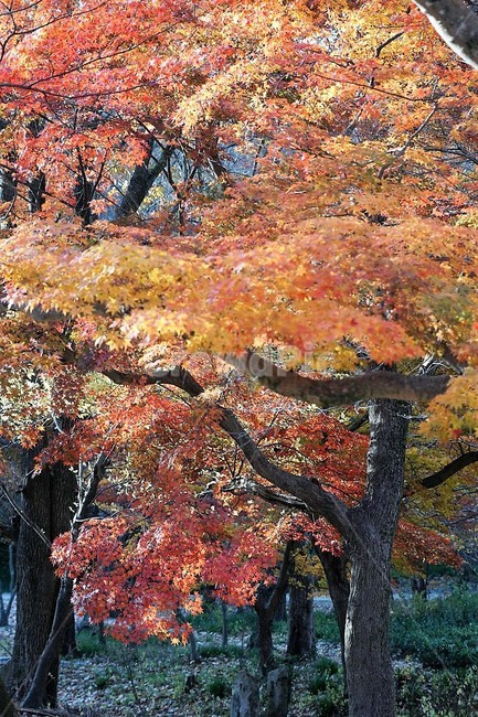 가을,나무,단풍,그림자,낙엽,season,autumn,fall,자연,계절,풍경,감성,서정,가을,계절,fall,autumn,season,식물,자연,plants,nature,나무,trees,wood,tree,plant,maple