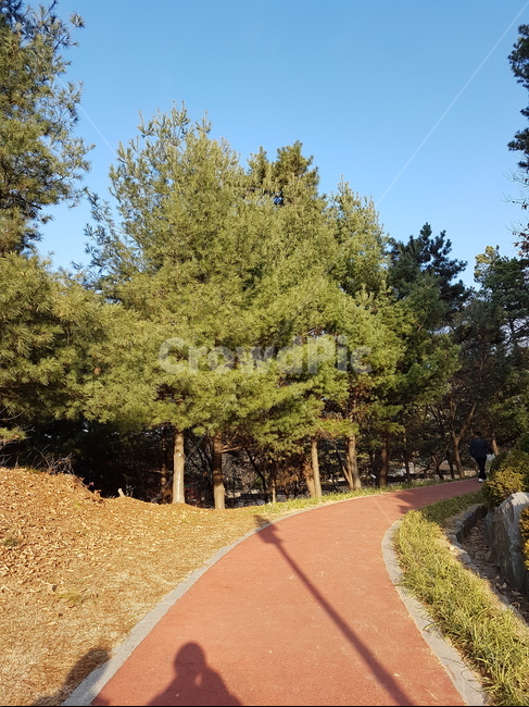 나무,자연,자연환경,길,하늘,풍경