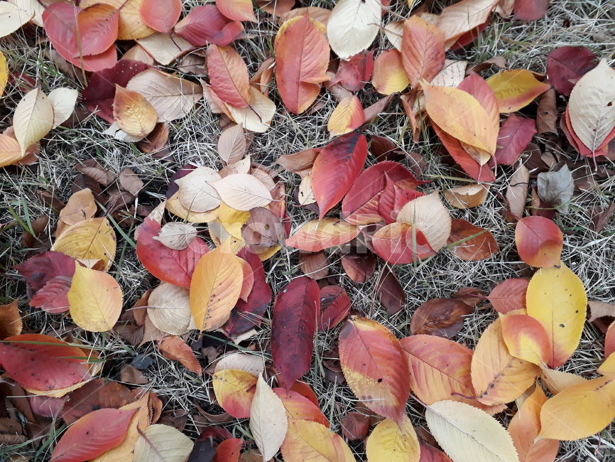 낙엽,식물,단풍,단풍잎,땅,알록달록,가을,가을,계절,fall,autumn,season
