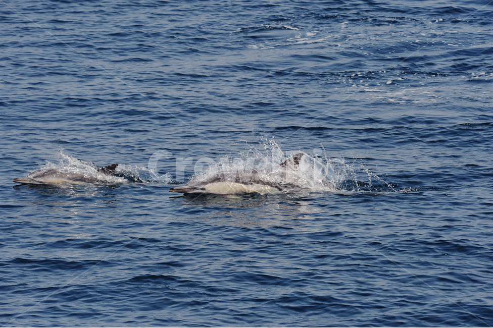 Dolphin,commonDolphin,돌고래,참돌고래,고래,동해,바다,울산,동물,animal,포유류,mammal