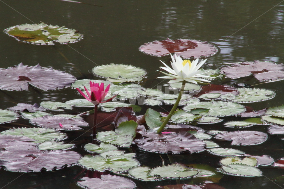 꽃,수련,연,식물,waterlily,식물,자연,plants,nature,꽃,flower