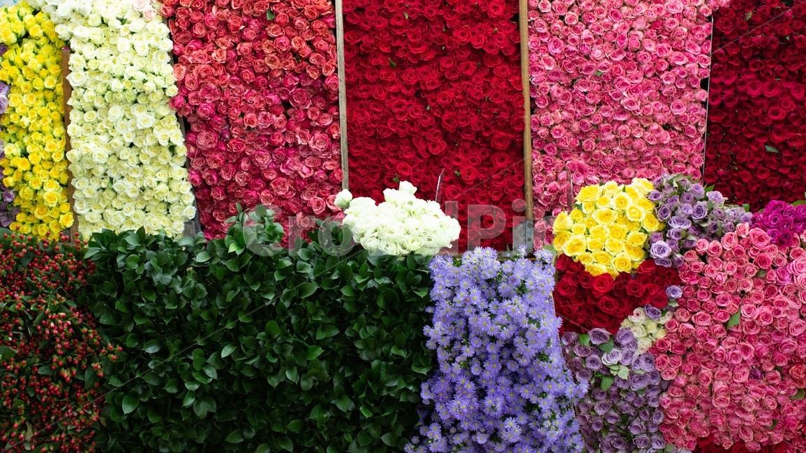 꽃,market,flower,flowermarket,꽃집,rose,장미