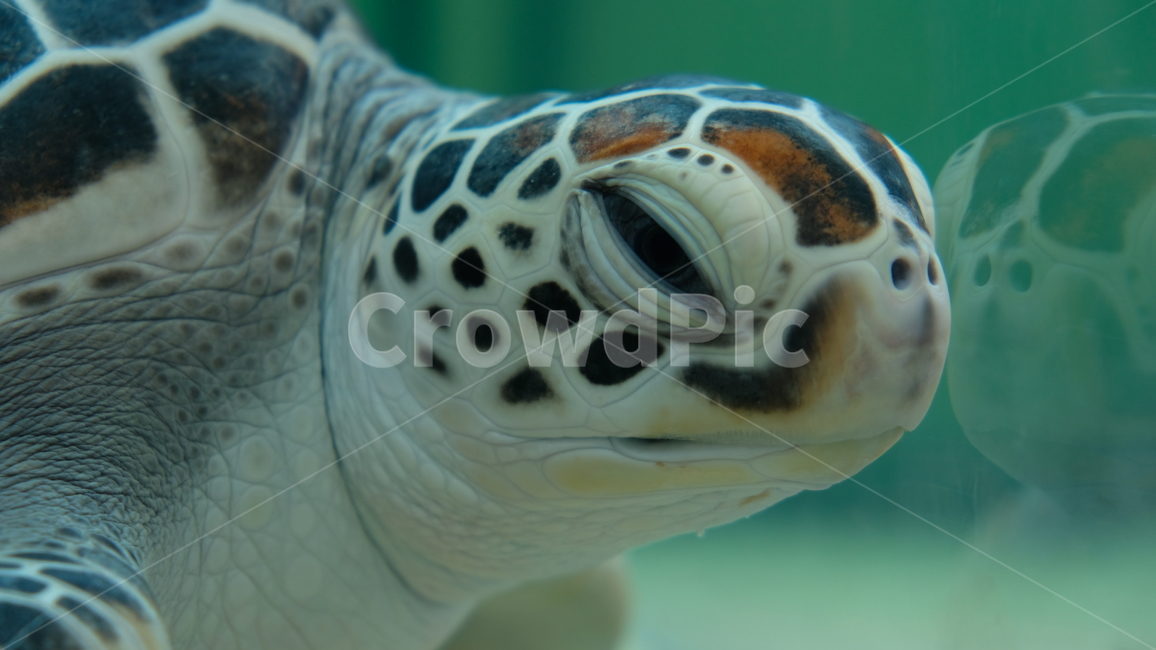 sealife,해양생물,turtle,터틀,비열한,reptile,동물,animal,거북이,수족관,동물,animal,파충류,양서류,reptile,amphibian
