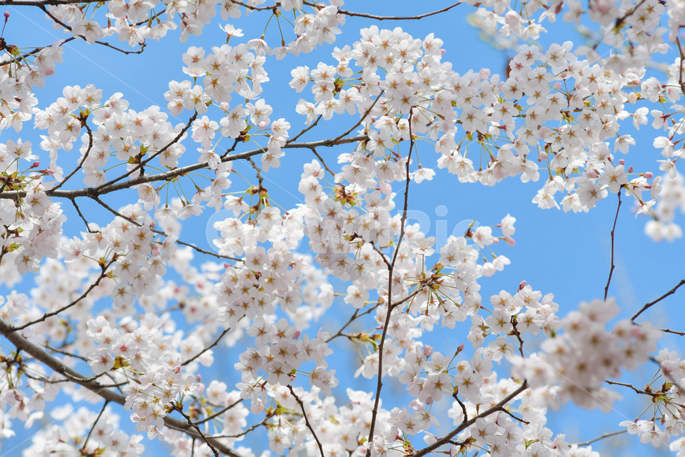 cherryblossom,식물,plant,flower,벚꽃,꽃,blossom,봄,계절,spring,season