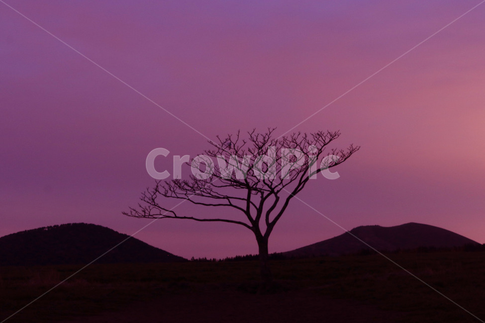 자연풍경,제주도,나무,tree,야경,자연,풍경,nature,landscape,한국자연풍경,한국자연경관,korea nature landscape,제주도,jeju,jeju island,식물,plants,나무,trees,wood,실루엣,그림자,silhouette,shadow,색깔,색상,색채,색감,color sense,color sensitivity,feeling of color,outdoors,옥외
