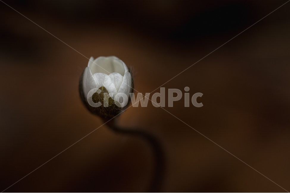 자연,꽃,야생화,노루귀,봄,접사,마크로,nature,wildflower,macro,spring,식물,자연,plants,nature,꽃,flower