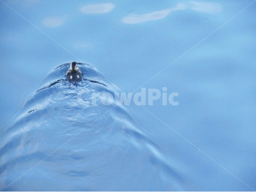 outdoors,옥외,water,물,오리,동물,새