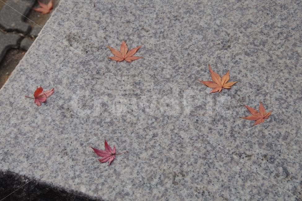 가을,나뭇잎,단풍,단풍잎,공원,가을,계절,fall,autumn,season,plant,식물,leaf,잎,tree,나무,maple leaf,maple