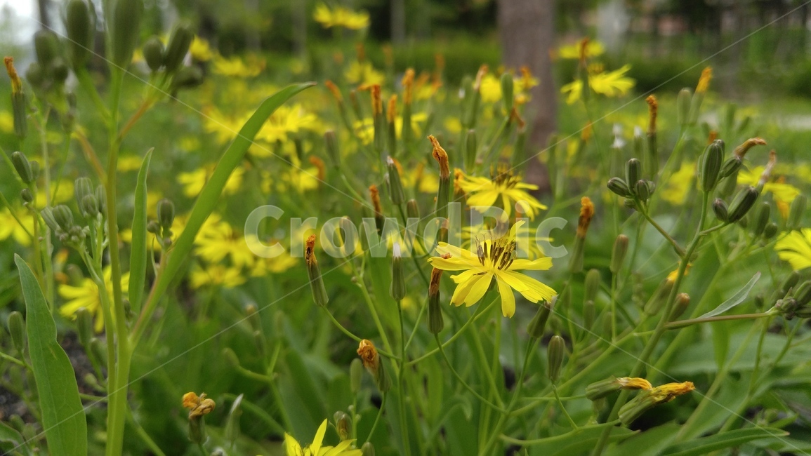 노랑선씀바귀,꽃,노랑꽃,노랑색,녹색,들꽃,식물,배경,감성,계절,flower,yellowflower,yellow,green,wildflower,plants,background,emotional,season