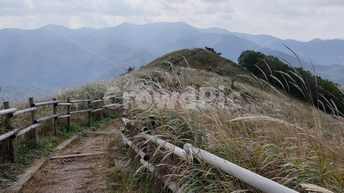 강원도,정선군,민둥산,등산,풍경,nature,자연,landscape,outdoors,가을,억새,가을,계절,fall,autumn,season,자연,풍경,nature,landscape,옥외