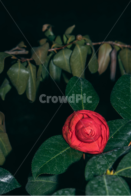 동백꽃,꽃,동백,동백나무,봄꽃,빨강,초록,빛,식물,자연,plants,nature,flower,bloom,배경화면,식물,자연,plants,nature,꽃,flower