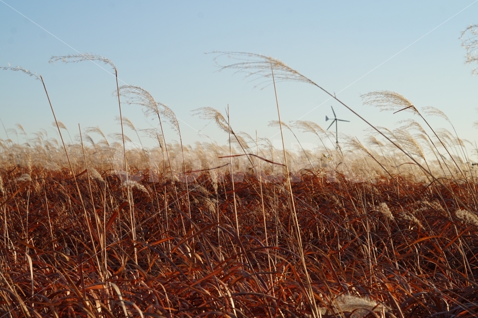 가을,억새,풍경,자연,하늘공원,공원,감성,스냅,fall,silvergrass,nature,park,snap,가을,계절,fall,autumn,season,식물,자연,plants,nature,grass,잔디,plant,lawn