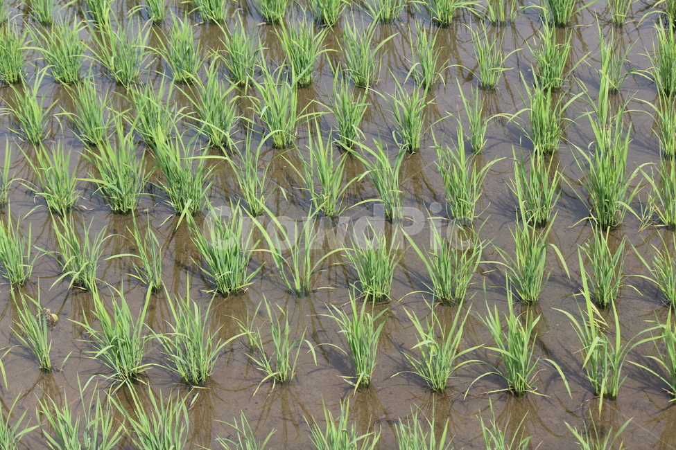 모내기,벼,물,쌀,곡식,봄,가을,여름,계절,식물,자연,plants,nature,산업,industry,industrial,농업,농사,agriculture,farming,farming industry
