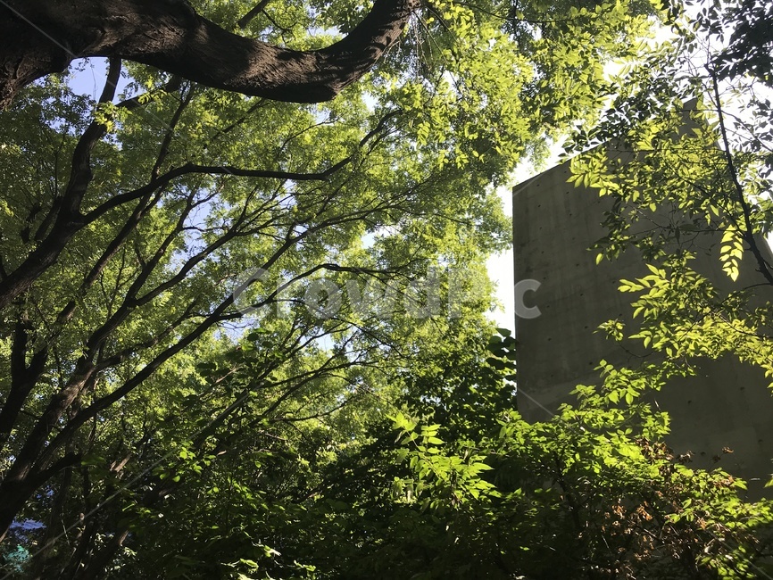 나무줄기,tree,나무,plant,treetrunk,건축물,건물