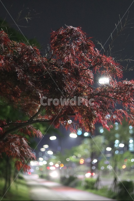 야경,우중,단풍,붉음,보케,가을,계절,fall,autumn,season,식물,자연,plants,nature,tree,나무,plant,ornament,장식,christmas tree,크리스마스 트리,leaf,잎