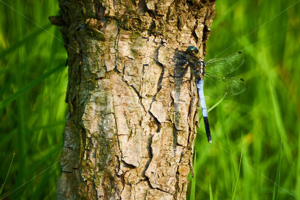 잠자리,곤충,여름곤충,여름,dragonfly,날개,자연,동물,animal,곤충,벌레,insect,bug