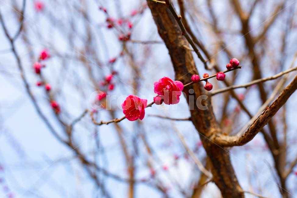 매화나무,쌍매화꽃,홍매화,매화향기,봄날,식물,꽃,식물,자연,plants,nature,꽃,flower