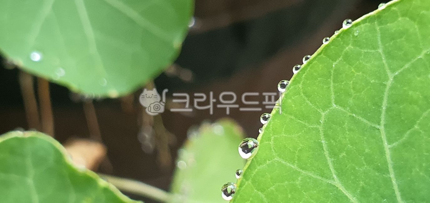 나뭇잎,물방울,작은물방울,잎,초록색,leaf