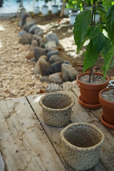 화분,식물,실내화초,분갈이,잎,식물,자연,plants,nature,실내용화초,화분,화초,house plant