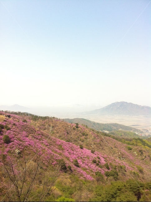 자연,풍경,진달래,진달래산,산,안개,가을,계절,fall,autumn,season,outdoors,옥외,nature,hill,언덕
