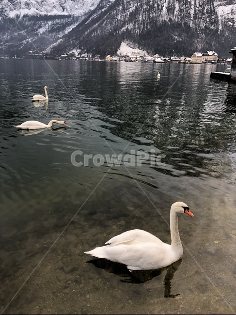 동물,새,백조,강,산,오스트리아,유럽,animal,bird