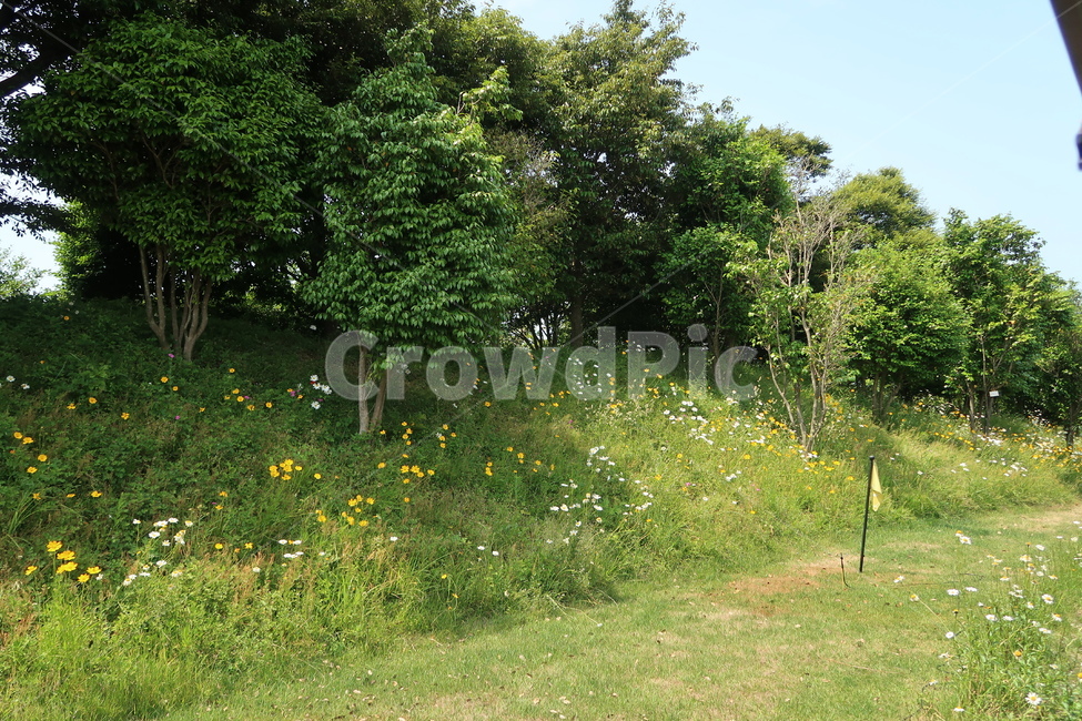 grassland,목초지,field,들,outdoors,옥외,nature,자연,countryside,농촌,제주도,나무,그리너리,에코,봄,spring,greenery,trees,jeju,jejuisland,eco
