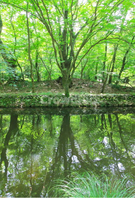 도솔천,도솔계곡,선운사,여름,녹색,계곡,녹음,초록색,시냇물,시원한,시내,반영,거울,맑은,깨끗한,자연,풍경,경치,고창,자연,풍경,nature,landscape,land,땅,outdoors,옥외,water,물,vegetation,초목,plant,식물,forest,숲,tree,나무,woodland,삼림지